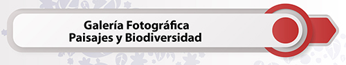Galería Fotográfica