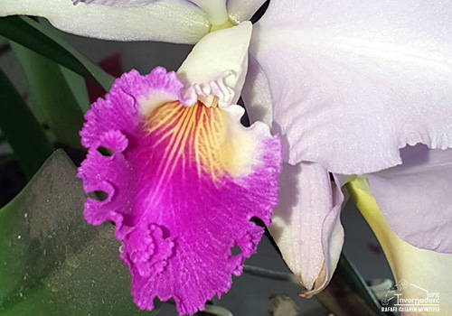 Orquidea (Cattleya)