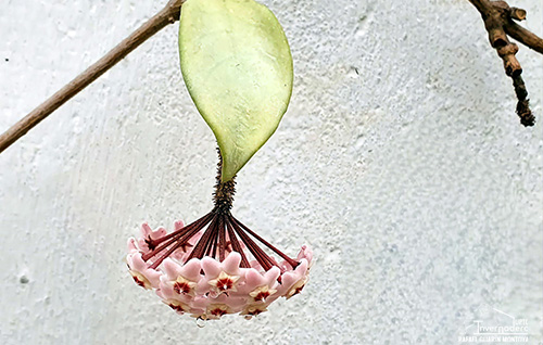 Flor de cera, “Hoya carnosa”, planta insignia del invernadero